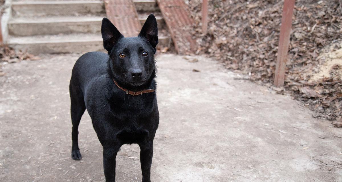 如何科学饲养挪威猎麋犬（以宠物为主）