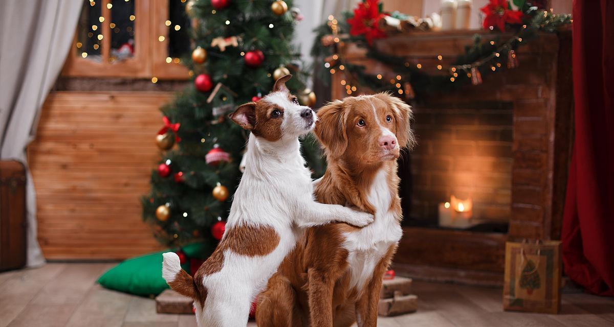 如何科学饲养新斯科舍猎鸭犬（掌握科学的饲养方法）