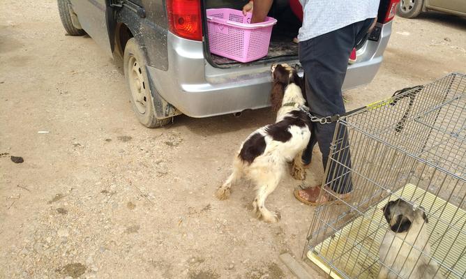 以威尔士跳猎犬为宠物的饲养方法（细说如何让你的狗狗健康快乐生活）