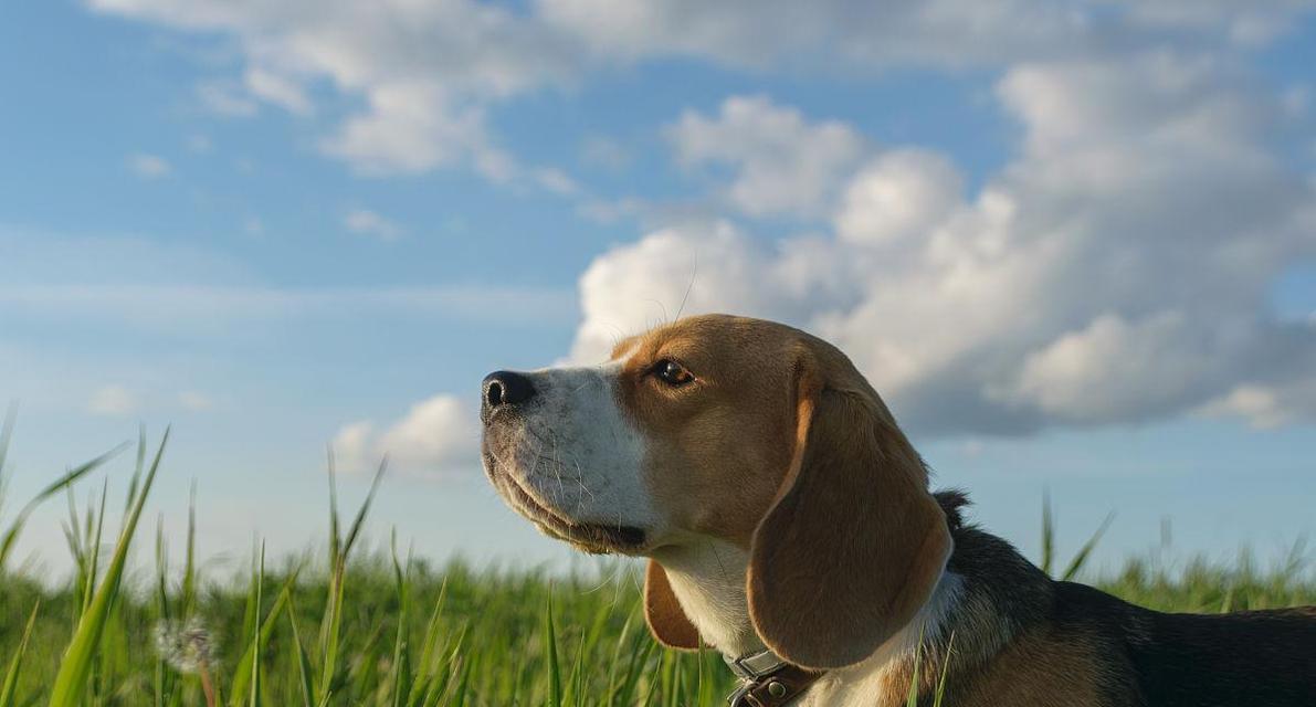 如何科学饲养田野小猎犬（打造健康快乐的宠物生活）