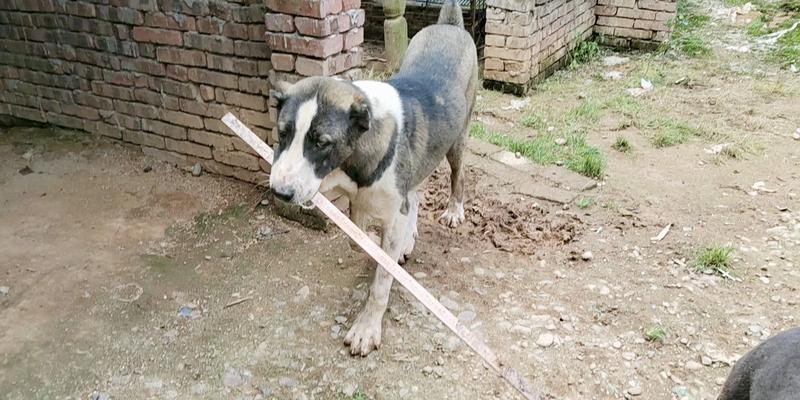 中亚牧羊犬的饲养方法（以宠物为主）