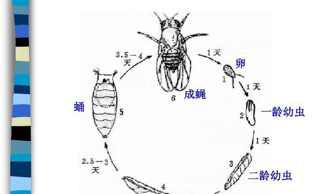 五间吊宠物饲养全攻略（从基础知识到高级技巧）