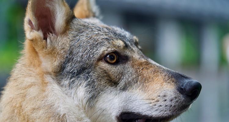 以捷克狼犬为宠物的饲养指南（养狼犬不是件简单的事情）