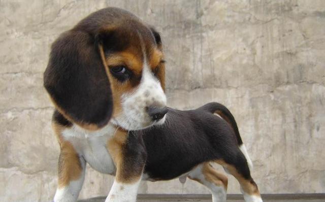 宠物米格鲁猎犬饲养指南（宠物米格鲁猎犬饲养指南）