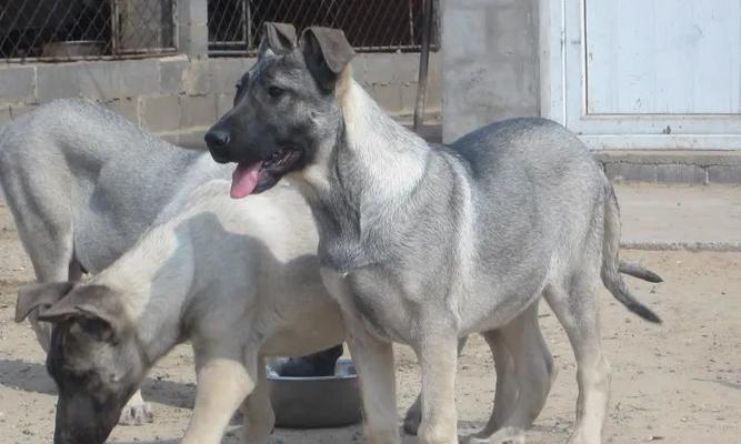 如何科学地饲养克龙弗兰德犬（从饮食、训练到健康）