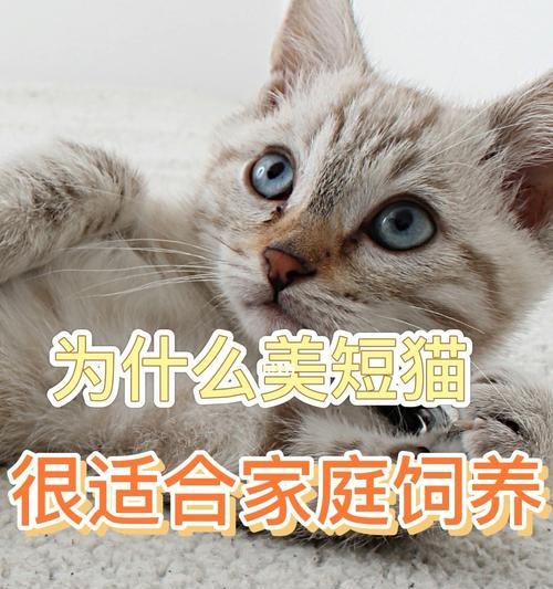 如何正确饲养美国短毛猫（以宠物为主）