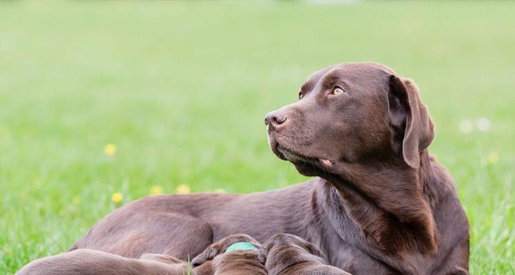 如何饲养一只健康快乐的拉布拉多猎犬