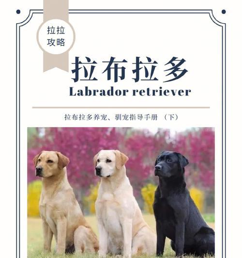 如何饲养一只健康快乐的拉布拉多猎犬