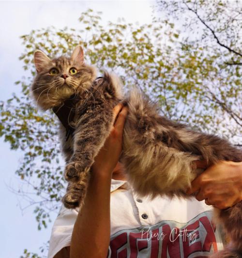 西伯利亚森林猫饲养完全指南