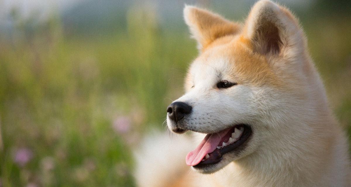 秋田犬饲养指南（让你的宠物秋田犬健康快乐成长）