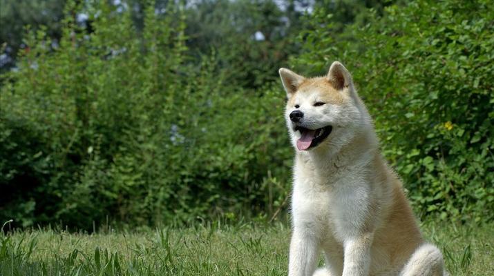 秋田犬饲养指南（让你的宠物秋田犬健康快乐成长）