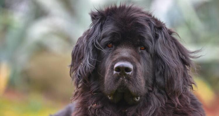 纽芬兰犬饲养全指南（如何成为纽芬兰犬的贴心主人）