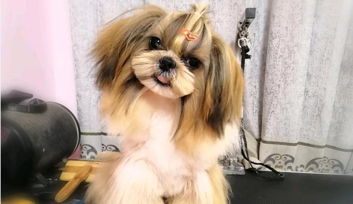 西施犬饲养之道（以宠物为主）