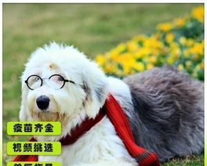 英国古代牧羊犬的饲养方法（以宠物为主）