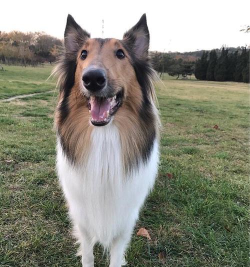 如何正确饲养苏格兰牧羊犬（全面掌握养犬技巧）