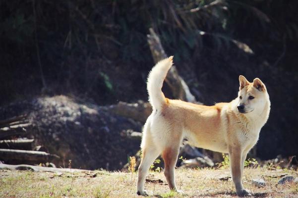 中华田园犬饲养全指南（让你的宠物更健康）