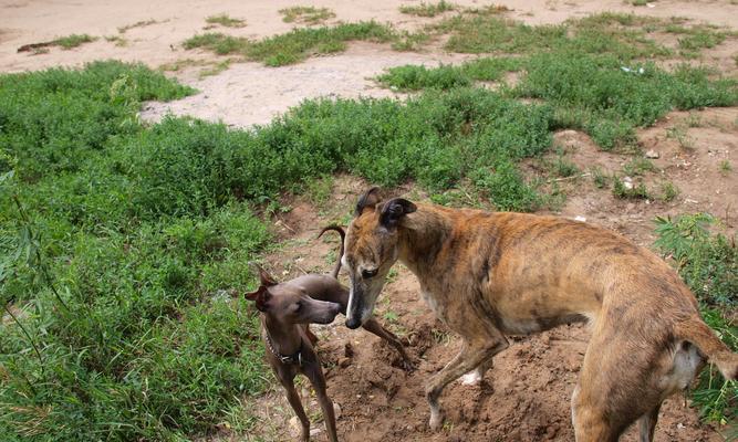 意大利灵光犬饲养全指南（以宠物为主）