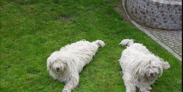 养可蒙犬，宠物生活的最佳选择（以可蒙犬的饲养方法为主题）