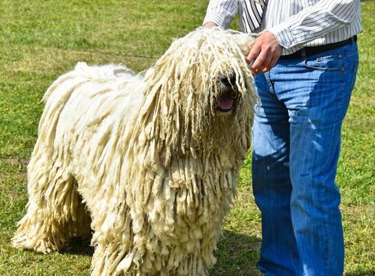 养可蒙犬，宠物生活的最佳选择（以可蒙犬的饲养方法为主题）