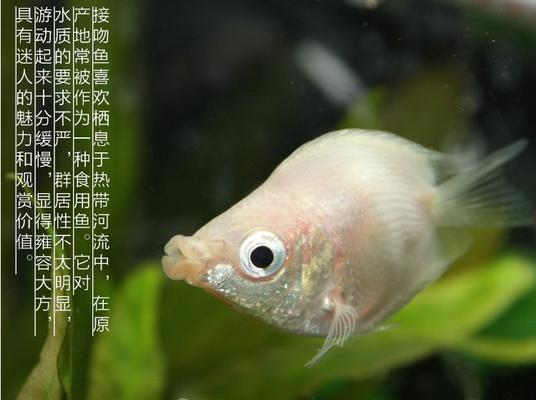 如何正确饲养接吻鱼，让它们健康成长（从选购到养护）