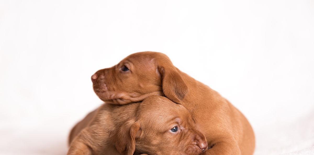 如何养护一只健康快乐的维兹拉犬（宠物爱好者必读的养犬秘籍）