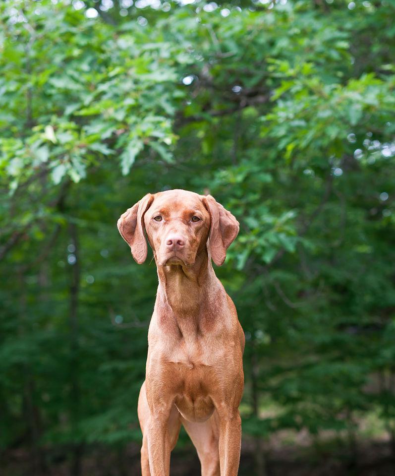 如何养护一只健康快乐的维兹拉犬（宠物爱好者必读的养犬秘籍）