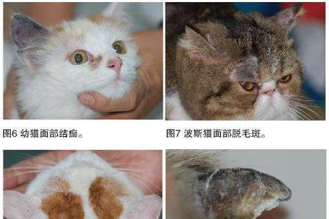 猫咪细菌性感染（宠物猫咪的健康需要我们的关爱）