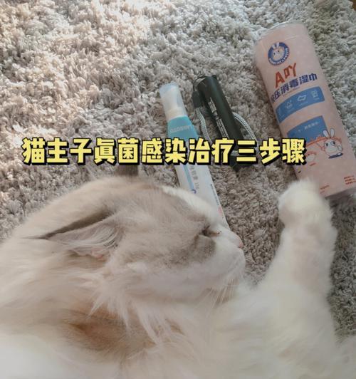 猫咪细菌性感染（宠物猫咪的健康需要我们的关爱）