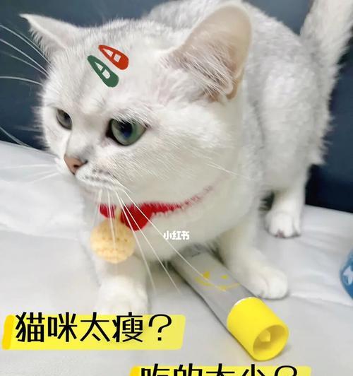 猫咪夏天不爱吃的原因剖析（猫咪食欲低落的7个可能原因及应对方法）