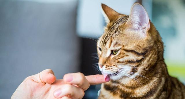 宠物猫不停舔伤口，该如何应对（解决猫咪舔伤口问题的有效方法）