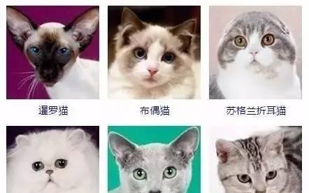 探秘猫咪世界（从品种到习性）