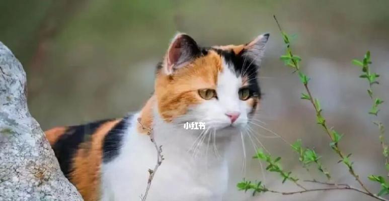 猫咪的15个度假胜地（探索猫咪最爱的度假胜地）