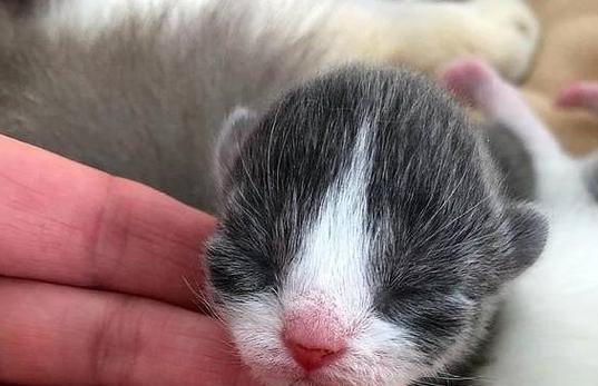 猫咪怀孕全指南（宠物主人必读！从交配到生产的完整指南）