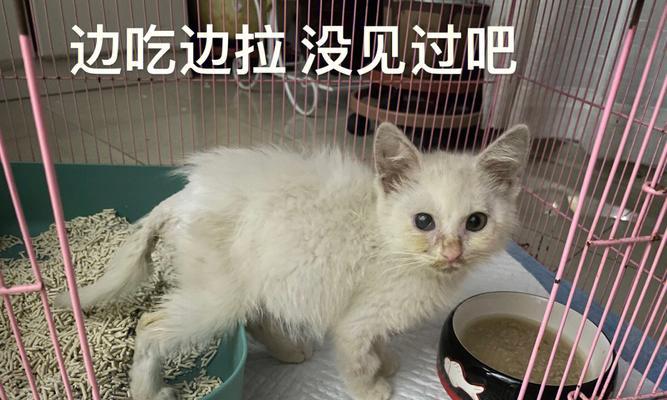 猫咪脱肛的原因和预防方法（宠物主人必知）