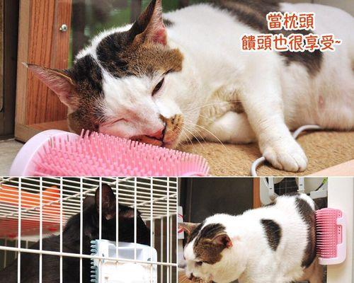 猫咪抓痒怎么办（以宠物为主）