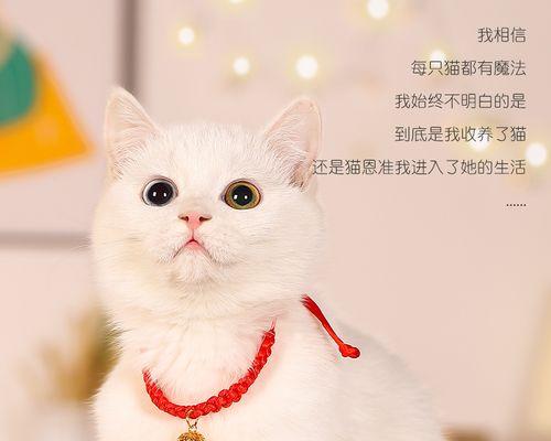 猫咪为什么总往脖子钻（探秘猫咪行为中的脖子钻习惯）