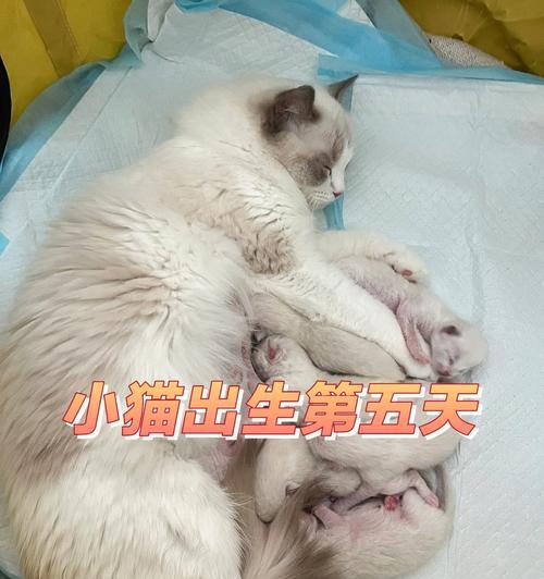 母猫补钙必备，这些食物不能错过（宠物猫如何摄入足够的钙质）