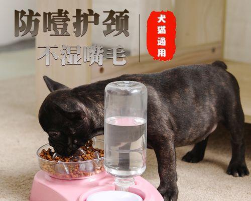 如何培养猫咪健康的作息时间（从饮食、运动到睡眠）