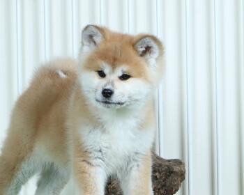 秋田犬——忠诚、勇敢、聪明的宠物（了解秋田犬的品种特征）