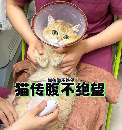 宠物猫腹水治疗全指南（以求全面解决猫咪腹水问题）