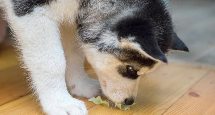 犬瘟抽搐致命的可怕真相（揭秘犬瘟抽搐的症状和预防方法）