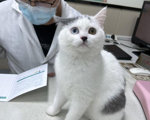 保护宠物健康，以人打猫咪疫苗（全面了解猫咪疫苗）