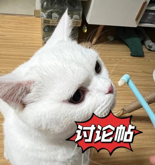 猫咪如何刷牙（一份详细的指南）