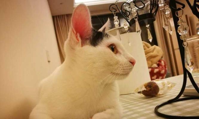 如何帮助宠物猫咪养胖（喂食、运动、日常护理全方位指南）