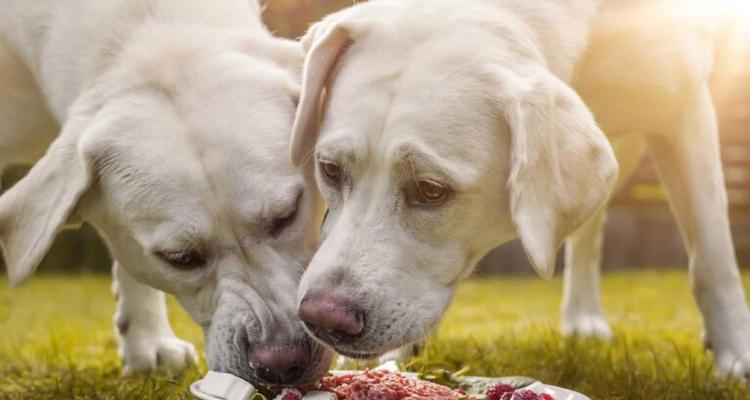 让你的爱犬舒适无比（从饮食、运动到环境）