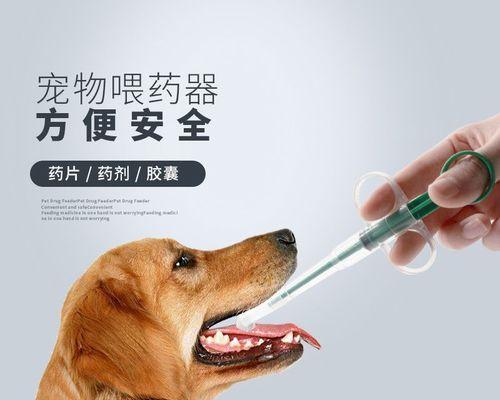 如何有效喂小猫吃药（宠物健康必须知道的药物喂养技巧）