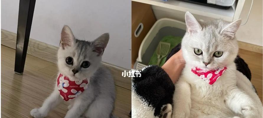 猫咪三个月的牙齿保健全攻略（从各种牙齿问题到防护方法）