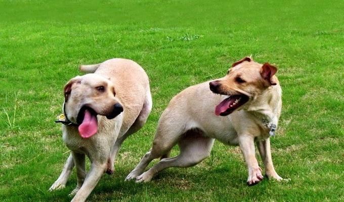 群居犬类宠物的特点和饲养技巧（探究狗狗群居行为）