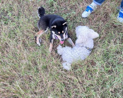 当心（揭开宠物犬晕倒的真相）