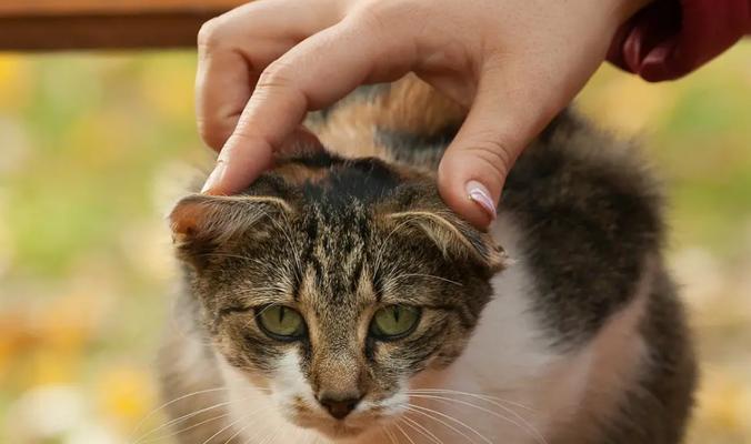 宠物猫是否易感狂犬病（探讨家猫感染狂犬病的原因及防控措施）